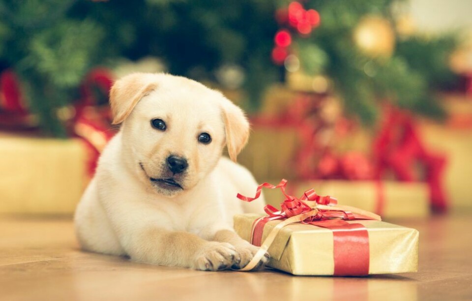 Härliga Hunds julklappstips