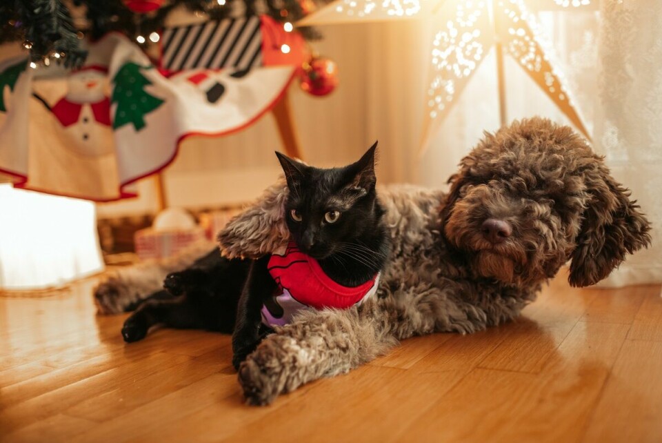 Hund och katt i juletid – så skyddar du dem från julens gäster!