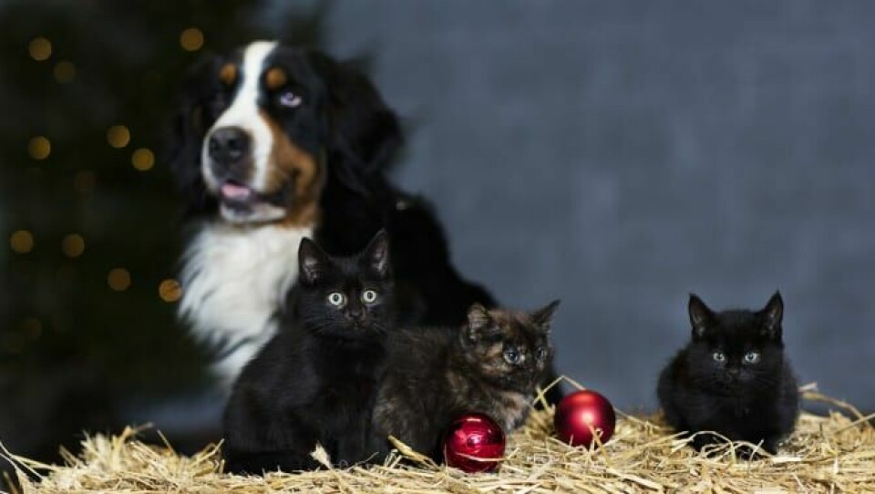 Skydda djuren från julens frestelser