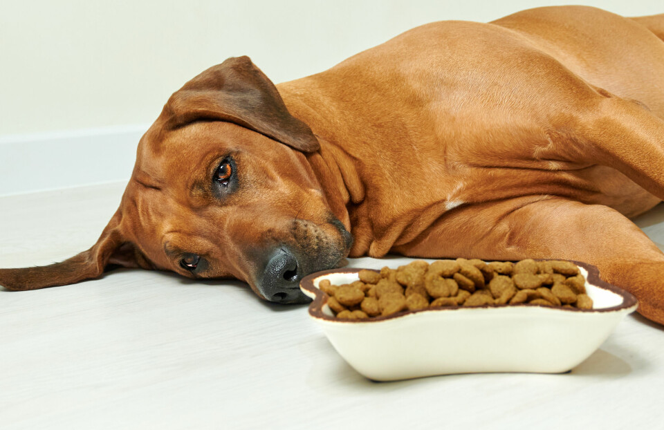 Labbutredning visar: Känt hundfoder har förgiftat hundar
