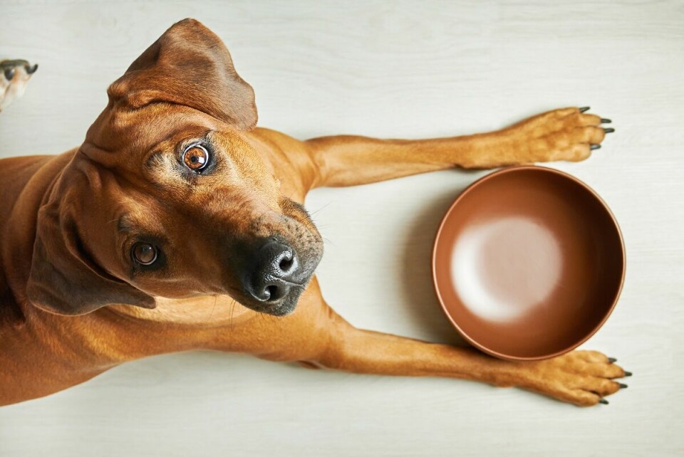 Ätstörningar hos hund