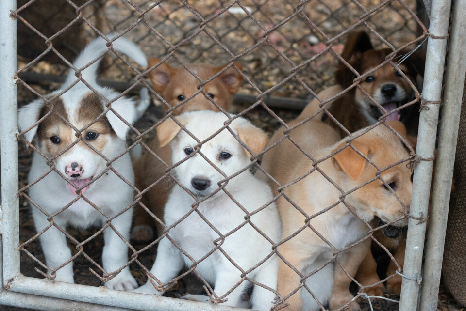 Veterinärer kan inte anmäla smuggelhundar