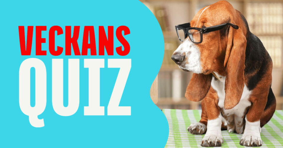 Quiz: Är du ett hundproffs?