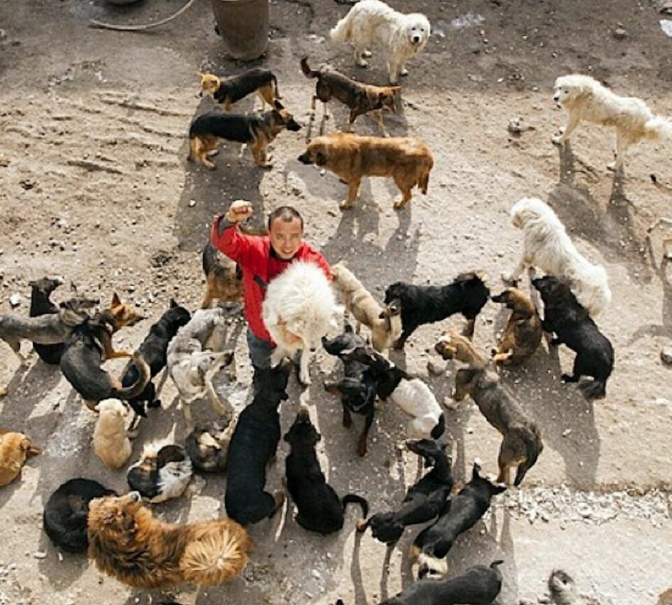 Miljonären Wang Yan räddar hundar