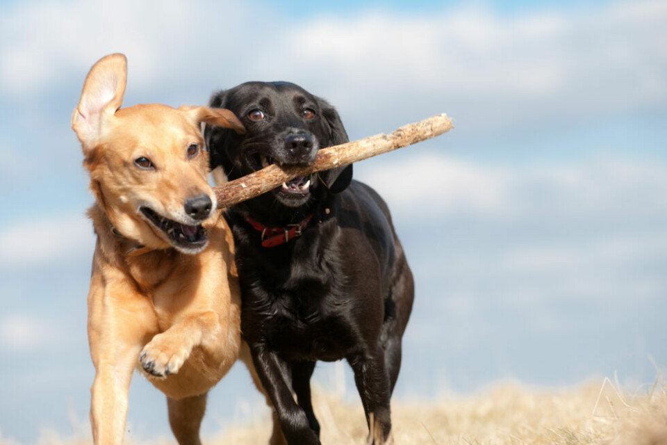 Hundar åldras friskare om de har bästa vänner