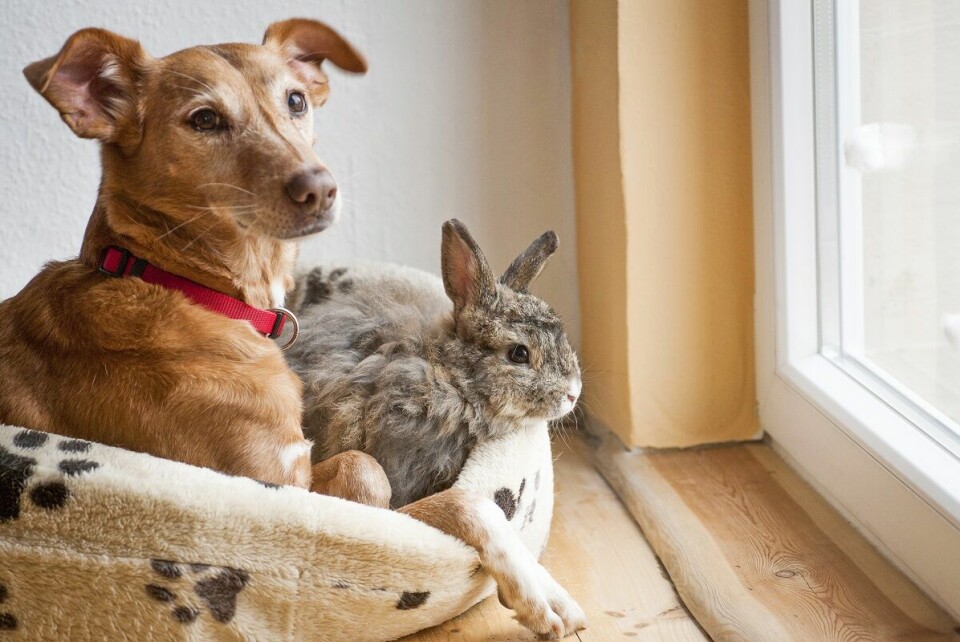 Hundcoachen – Hur introducerar jag kaninerna för hunden?