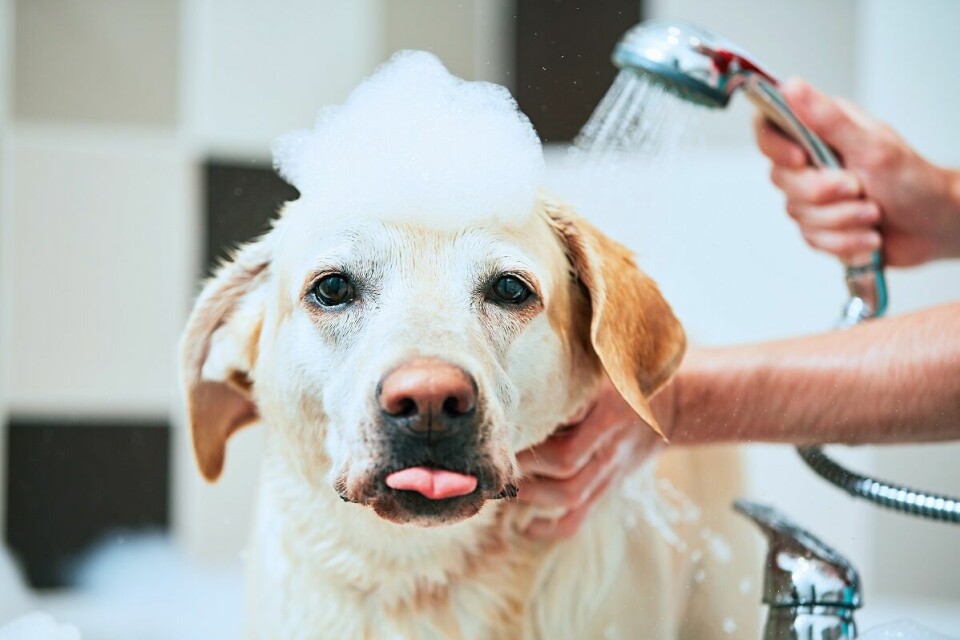 Förbjudna och farliga ämnen i flera hundschampon
