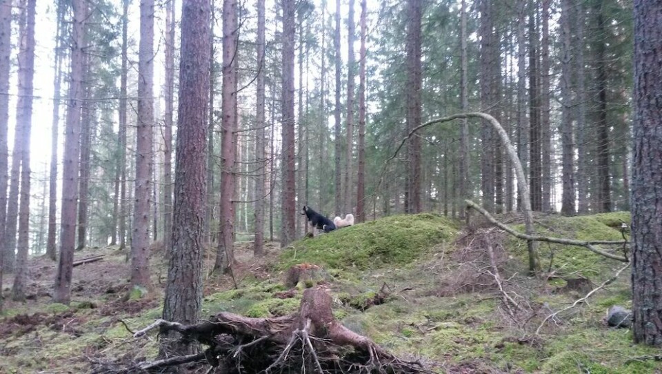 Hundarna Koi och Krutor i skogen