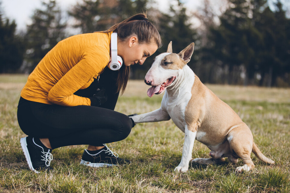 Så ökar du din hunds muskelmassa – 5 tips