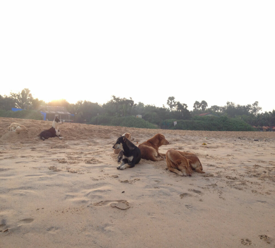 Morgonhäng med strandhundar