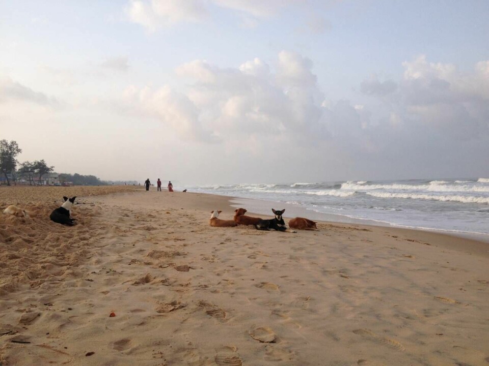 Hundgäng på stranden