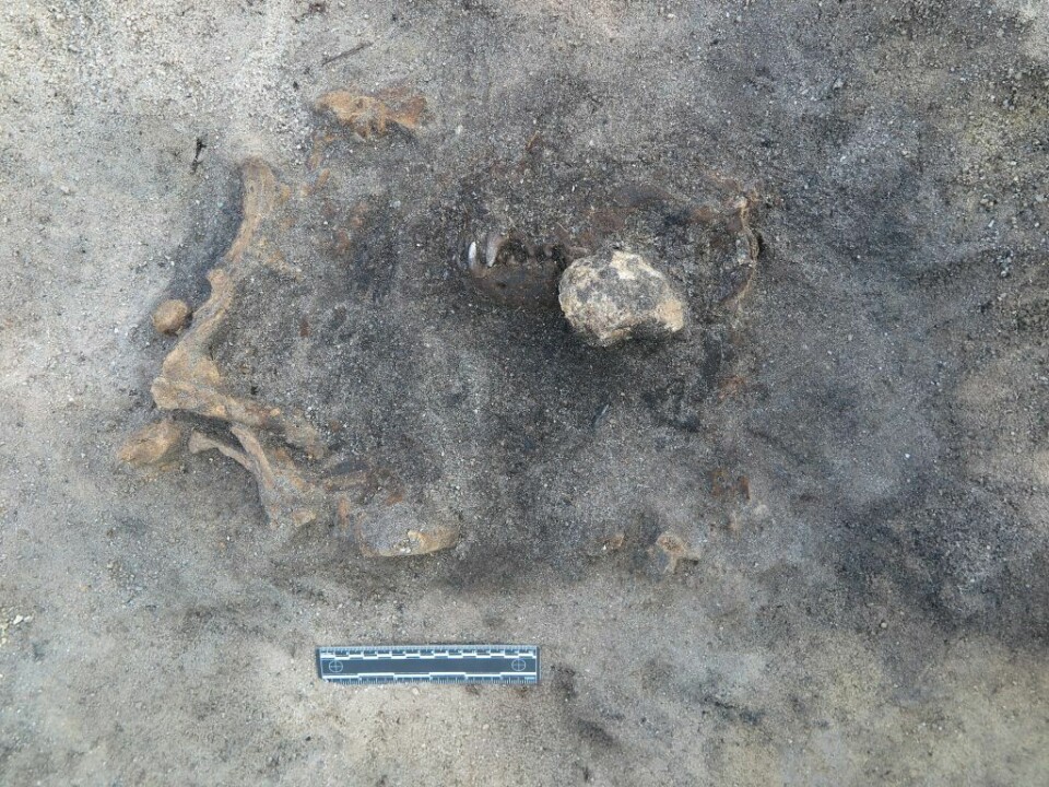 Ett av äldsta gravfynden av hund i Sverige