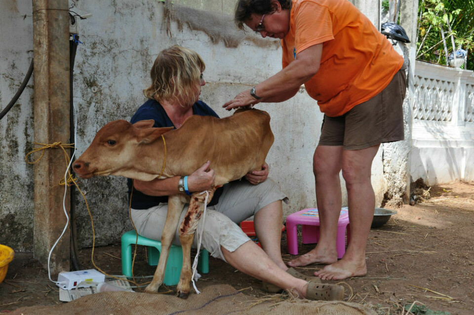 Kalvens sår tas om hand och den måste matas med nappflaska flera gånger om dagen.
