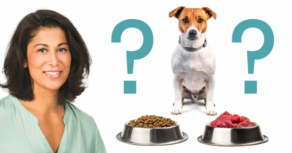 Vått, torrt eller rått? Vad ska hunden äta?