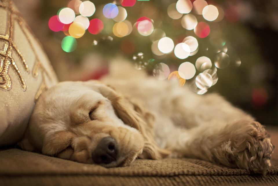Din hunds bästa jul – en jul utan stress