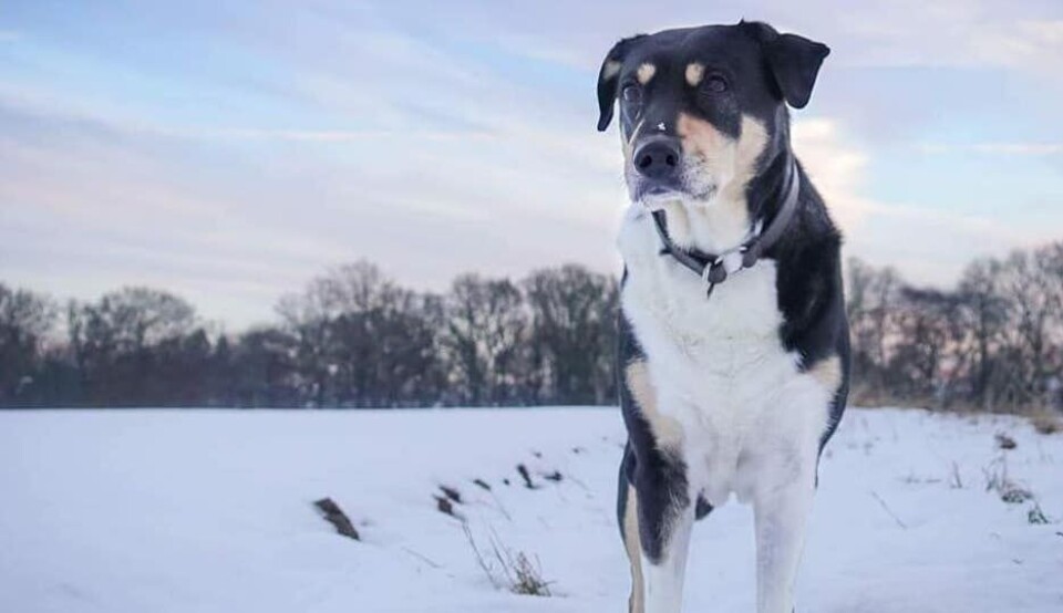 2019 blev Mårrans sista år. Foto Åsa Jakobsson Avslut och nystart