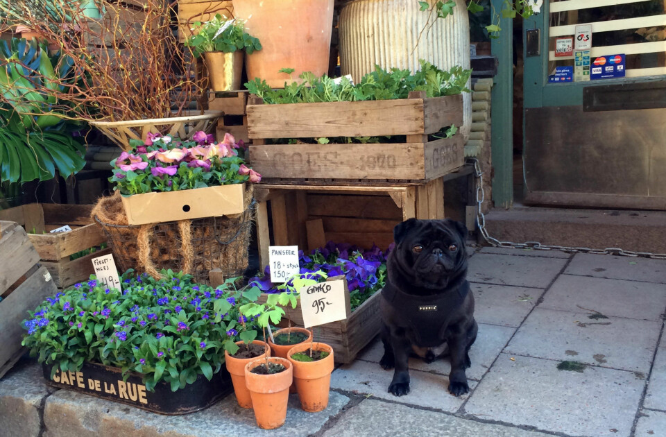 Plants and pugs
