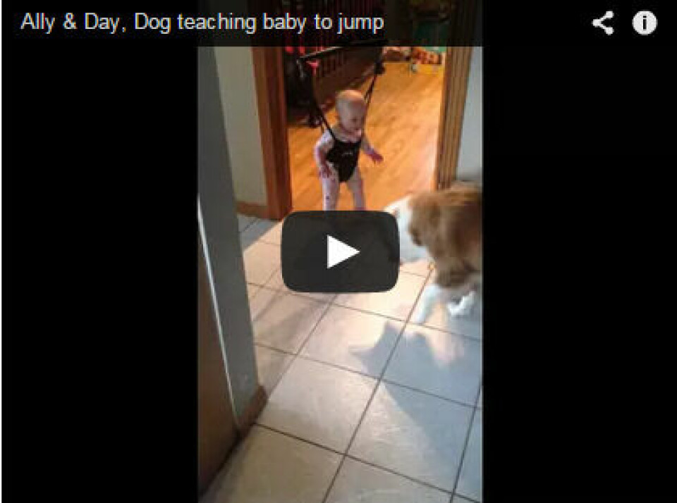 Hunden Day visar hur man hoppar