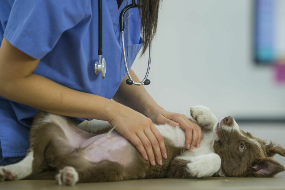 5 vanligaste orsakerna till valpars veterinärbesök