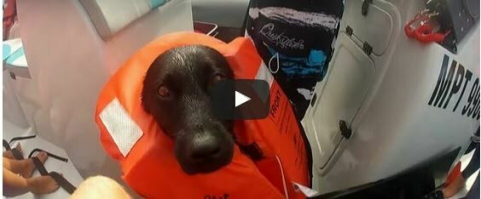 Labradoren Kira älskar att simma med vilda delfiner