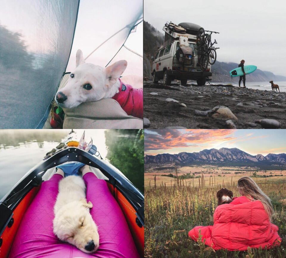 Campande hundar gör succé på Instagram