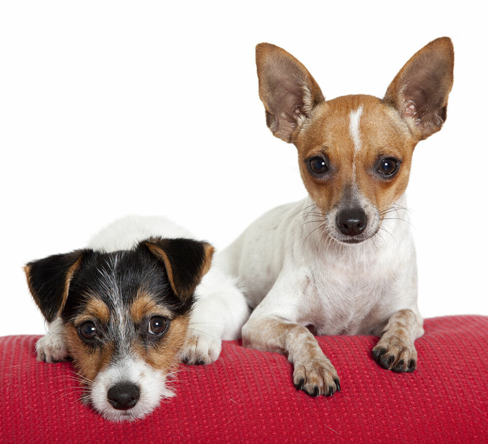 6 tecken på småhundssyndrom Stämmer de på din hund?