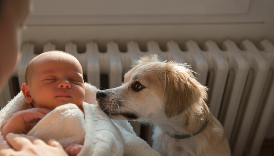 Hund med spädbarn