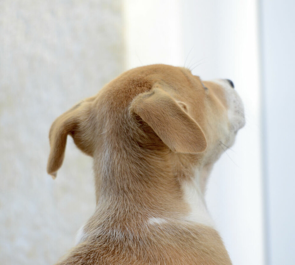 Forskning: Därför har många hundar så söta hängande öron