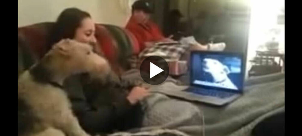 Hundsnack via Skype