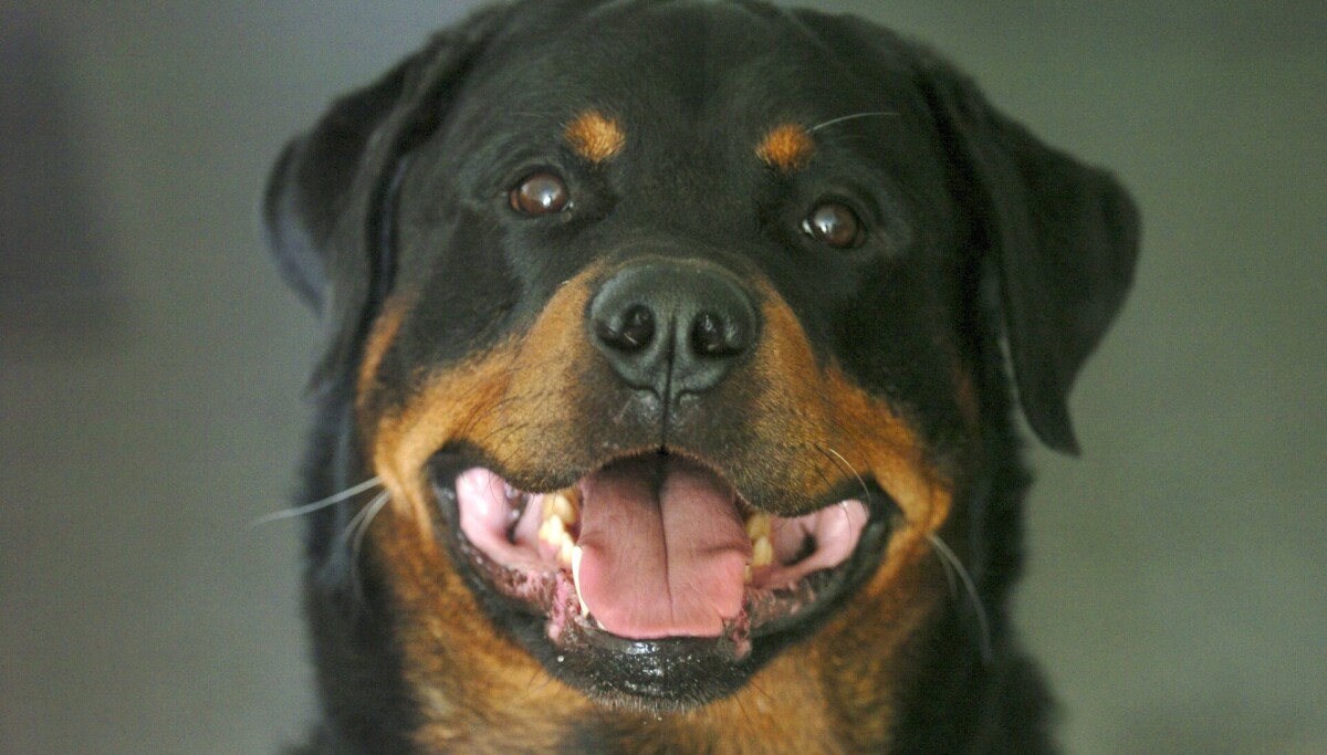 Yapon lesbian porno video Suratda eshak korsatilgan