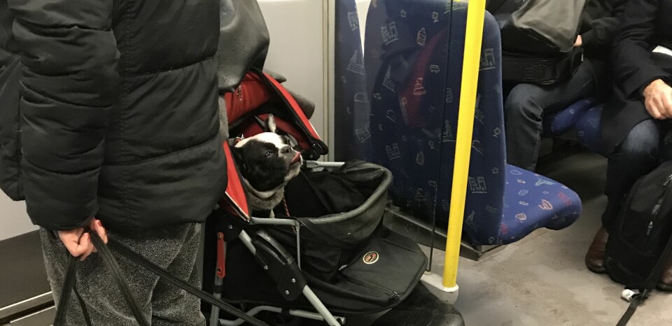 Är hund i barnvagn en trend?