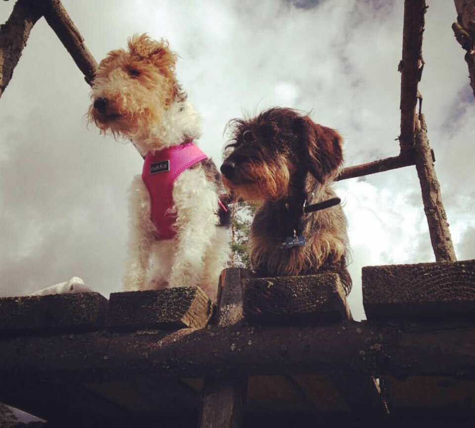 Härliga Hundar på Instagram
