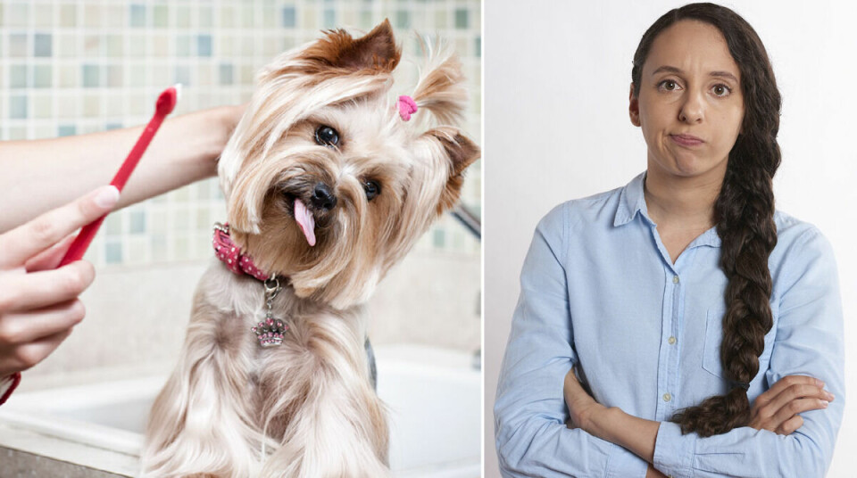 Tycker du att det är svårt att borsta tänderna på din hund?