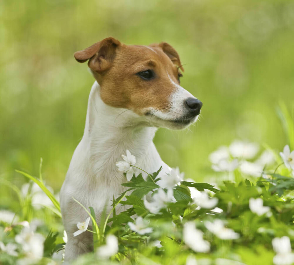 Tål din hund pollen?