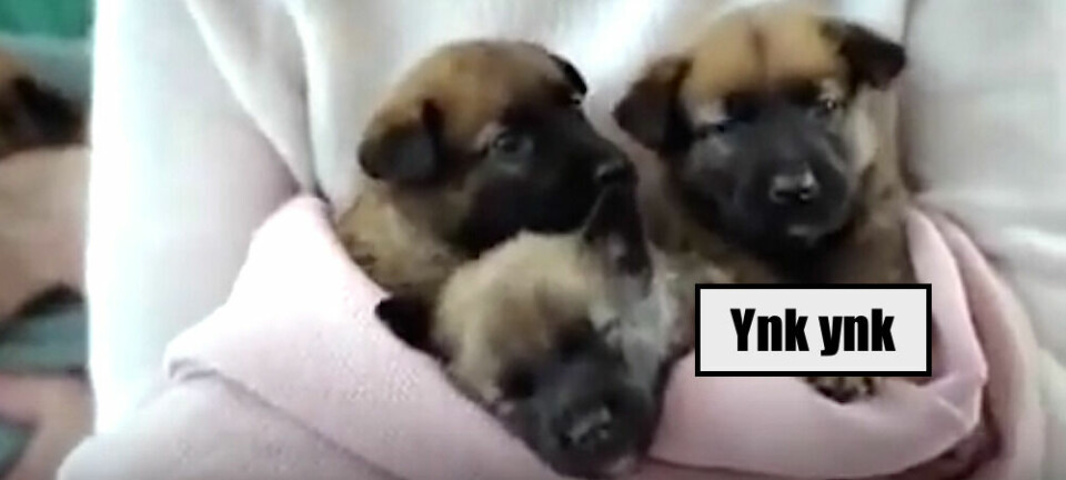 FILM: Söt hundförälder i reklam för …