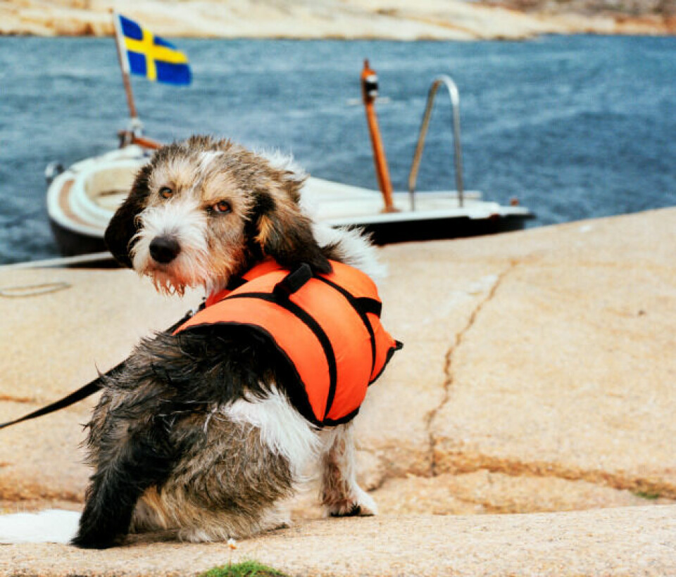 Gör seglatsen trygg och trivsam för hunden