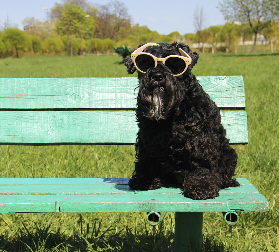 Behöver hunden solglasögon?
