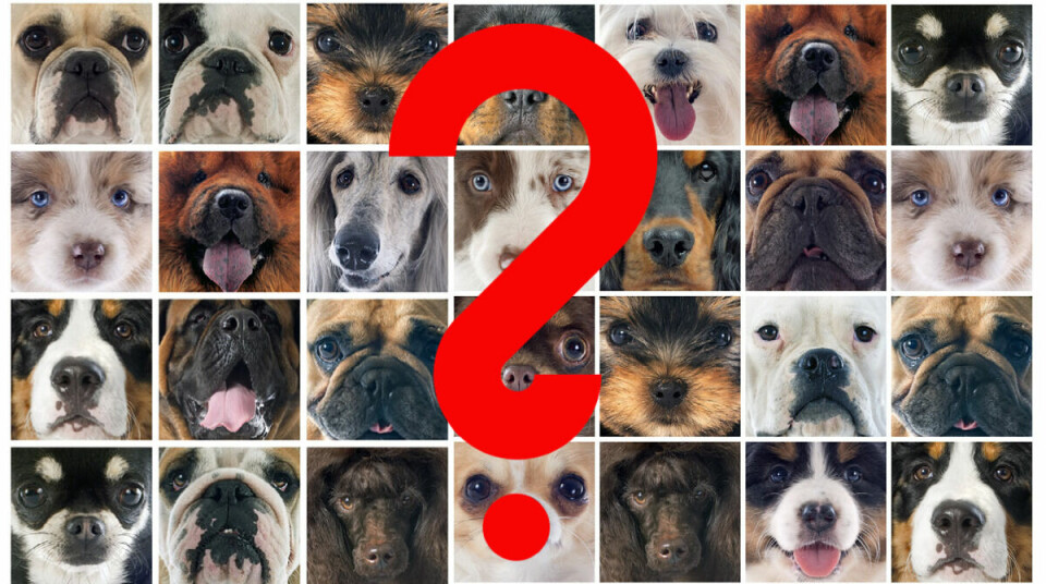 Här är de tio smartaste hundraserna