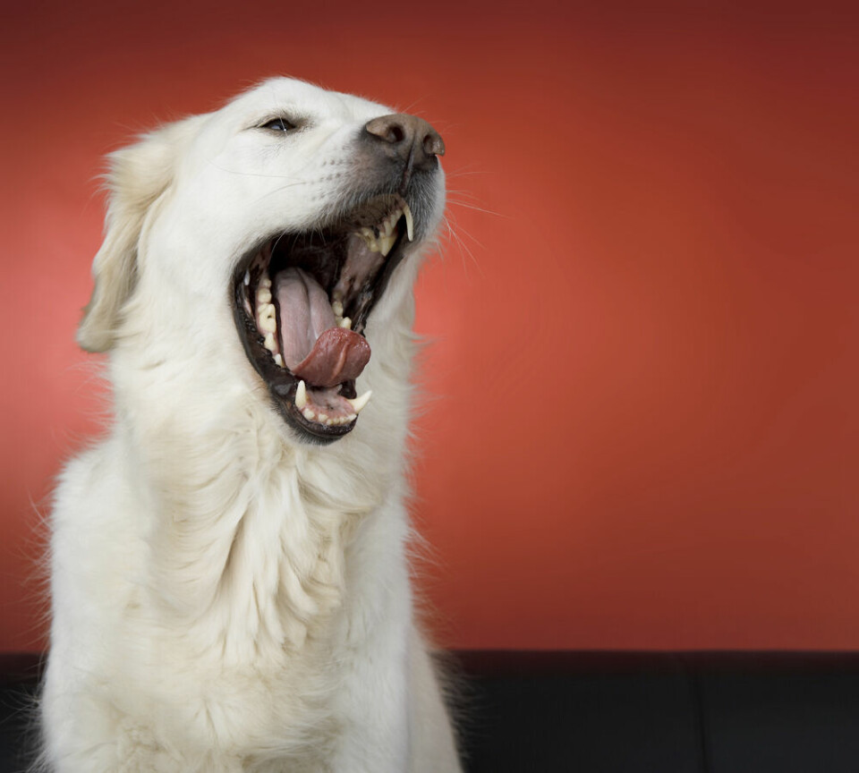9 frågor & svar om hundens tänder