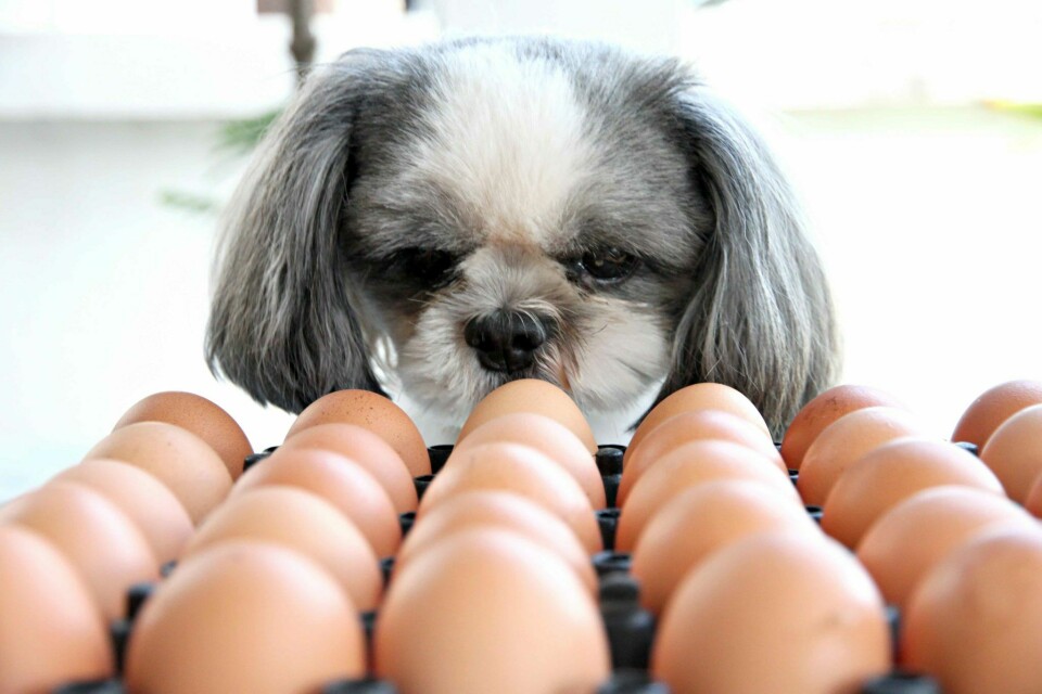 Får hunden äta ägg?