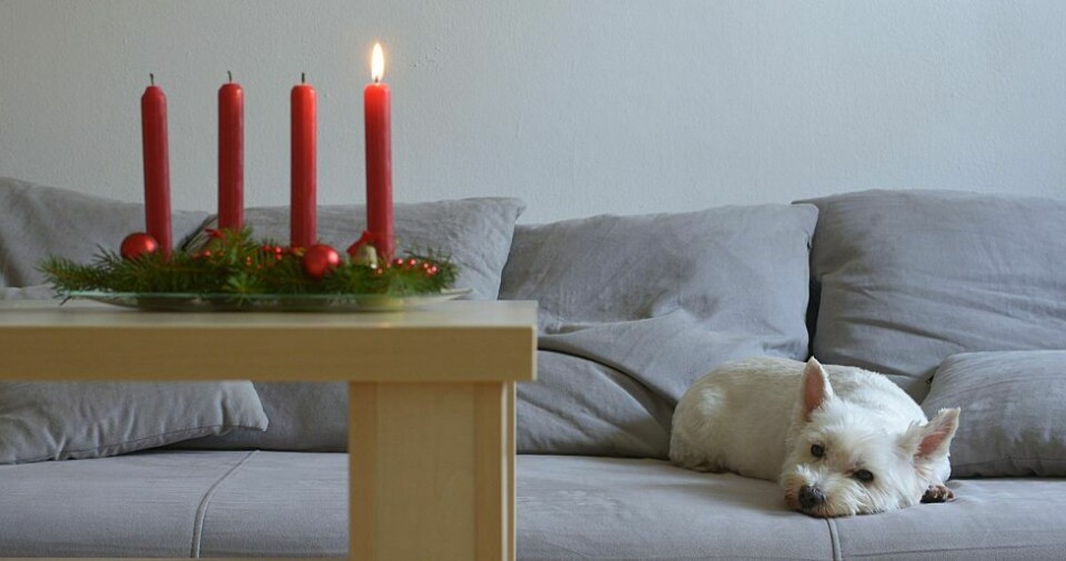 5 tips för ett tryggt advents- och julfirande för hunden