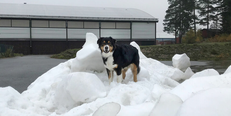 Är det farligt om hunden äter snö från ishallen?