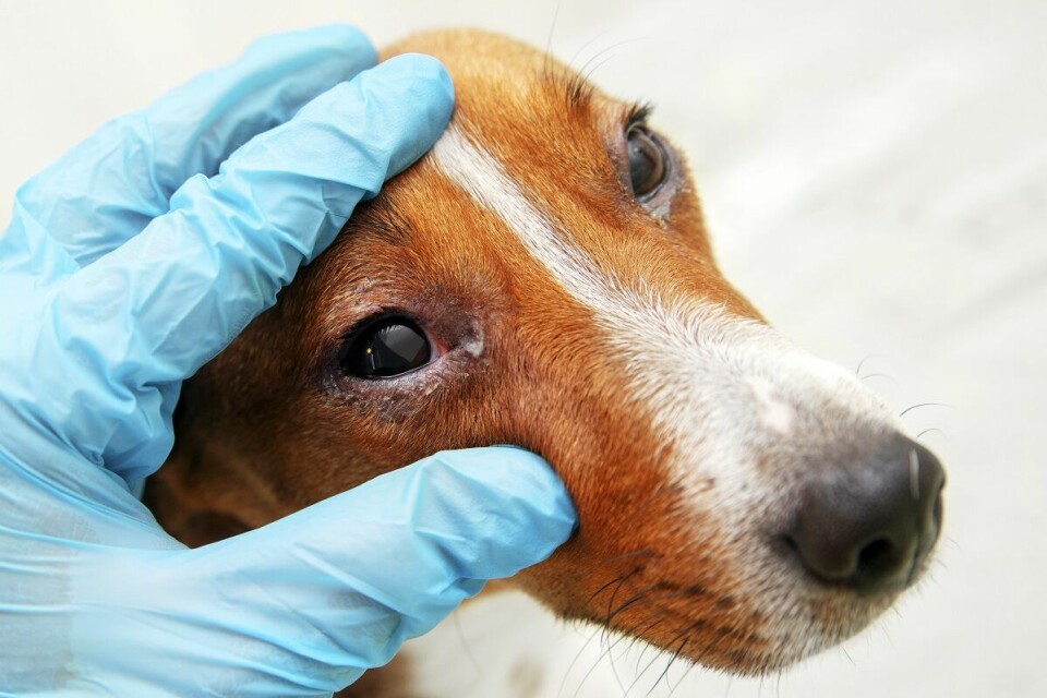 Veterinären – Smittar ögoninflammation mellan hundar?