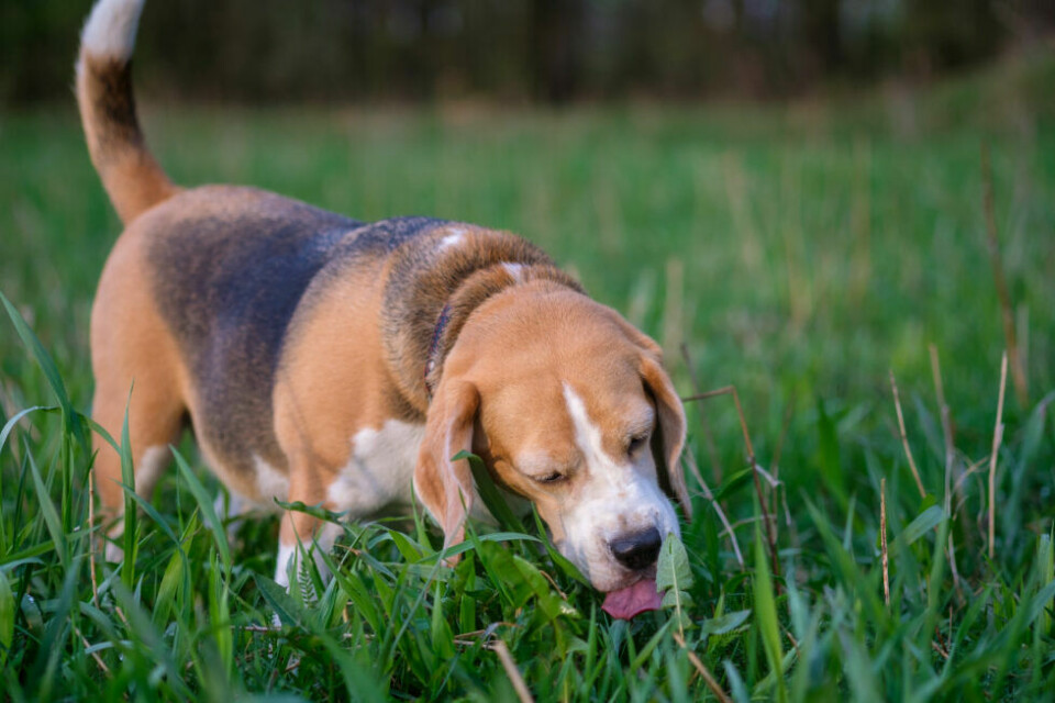 Veterinären – Är det farligt för hundar att äta gräs?