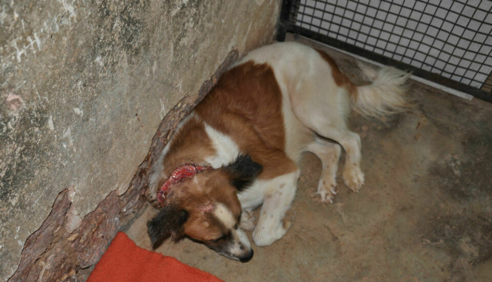 Denna hund räddades från ett liv i koppel. Såret är efter kedja som suttit för hårt.