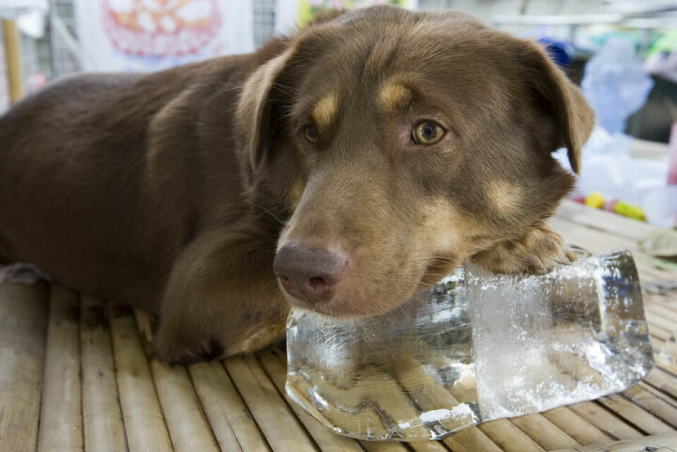 Så skyddar du hunden från värmeslag