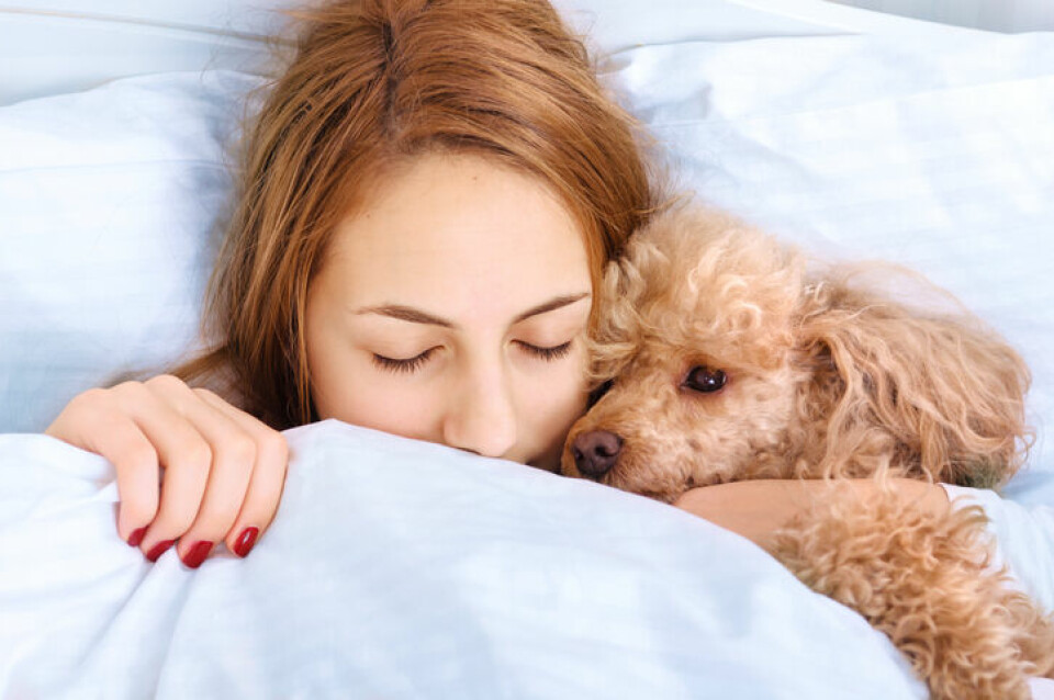 Sov bättre med hund
