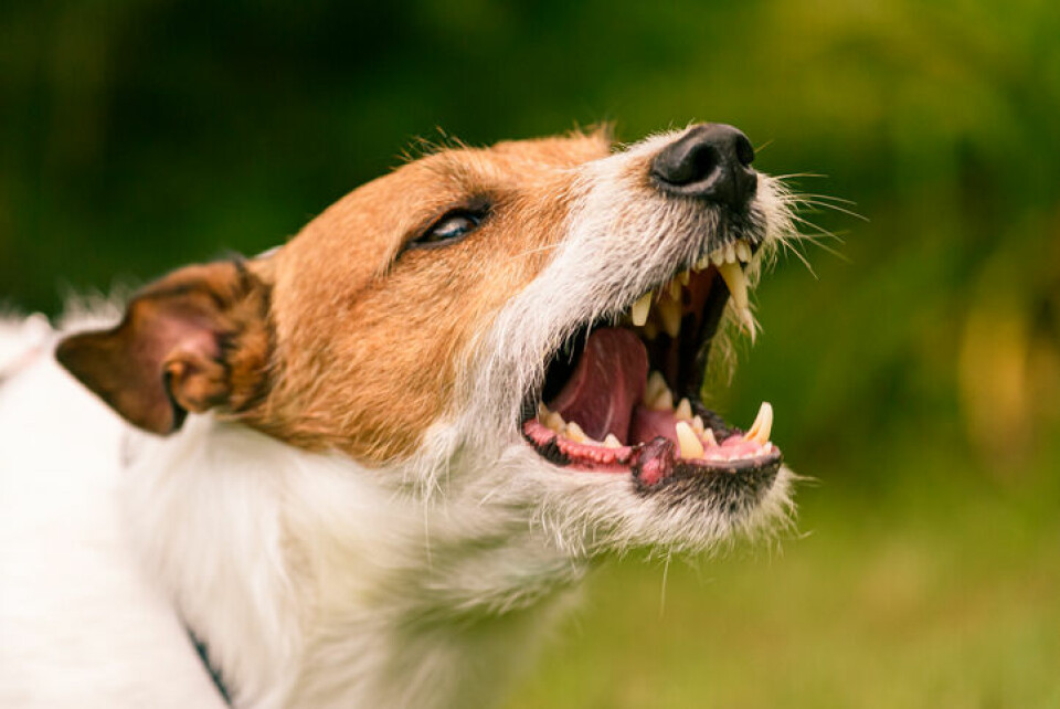 Bättre uppföljning behövs för att motverka hundattacker