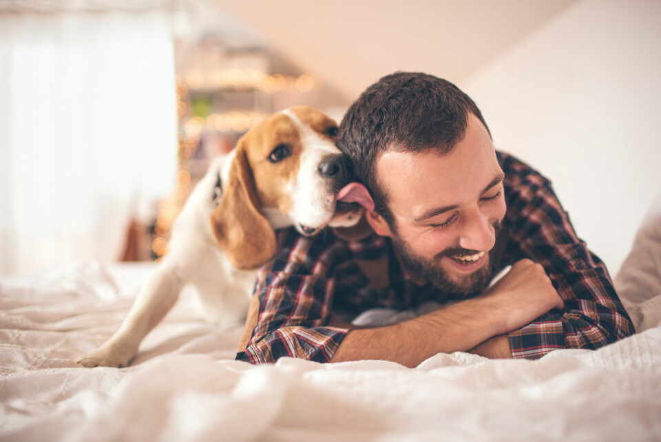 Älskar du hunden mer än din bättre hälft?