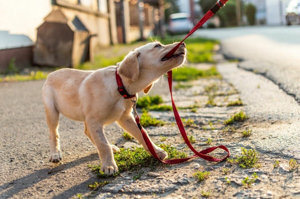 Hundcoachen – Varför har hunden börjat bita i kopplet?